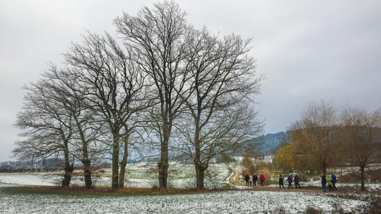 Kopfeichen und Steuobstwiesen am Hetzleser Berg