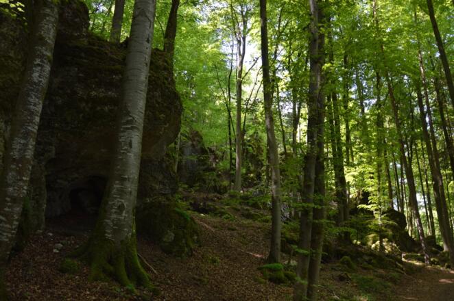 im Zauberwald zwischen Burggaillenreuth und Wohlmannsgesees