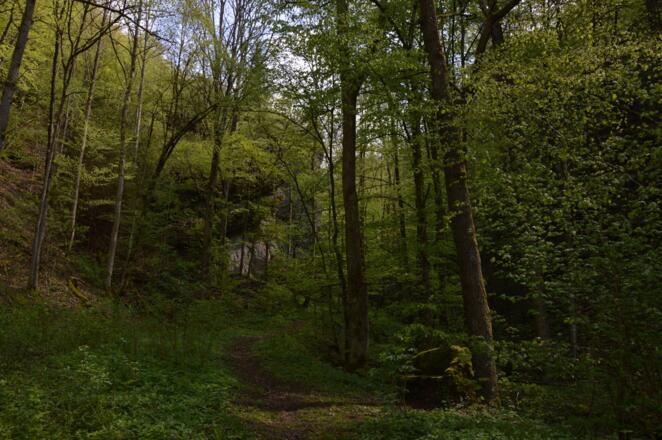 Aus dem Wiesenttal durch den Schluchtwald