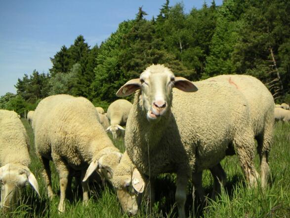 Hüteschäferei auf den Magerrasen in Weltenburg im Altmühltal