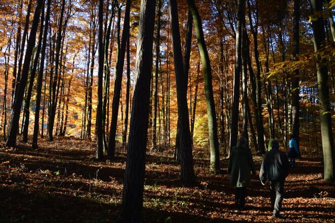 im Zauberwald zwischen Burggaillenreuth und Wohlmannsgesees