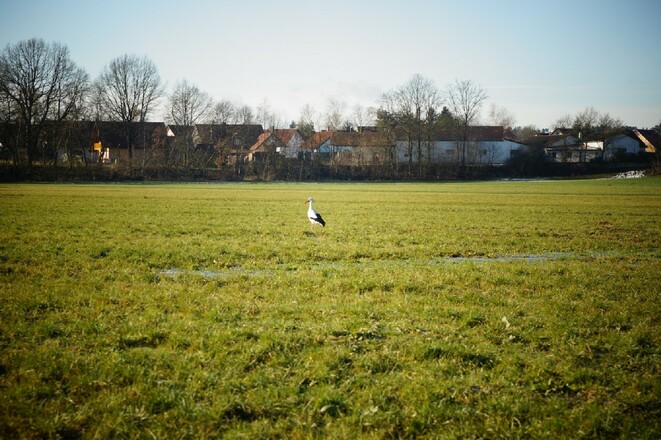 Storche in den Abensauen