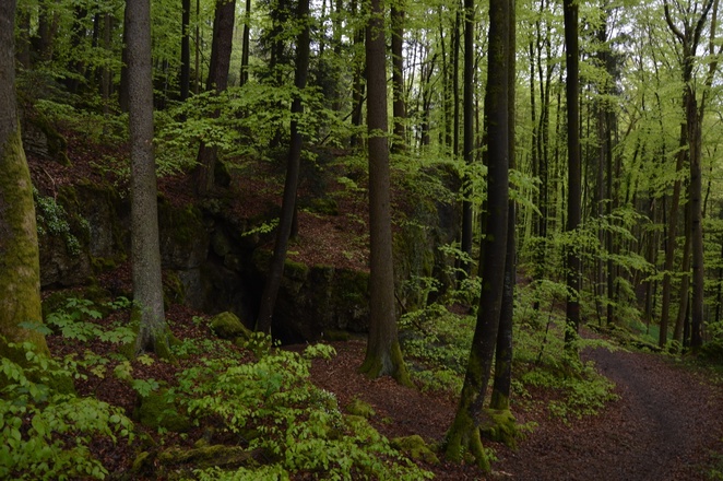 im Zauberwald zwischen Burggaillenreuth und Wohlmannsgesees