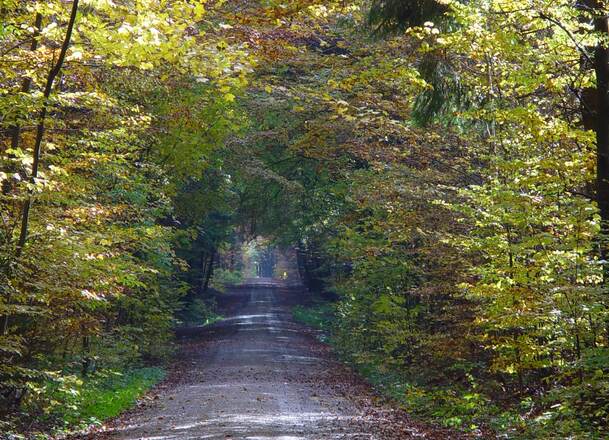 Paintner Forst im Altmühltal