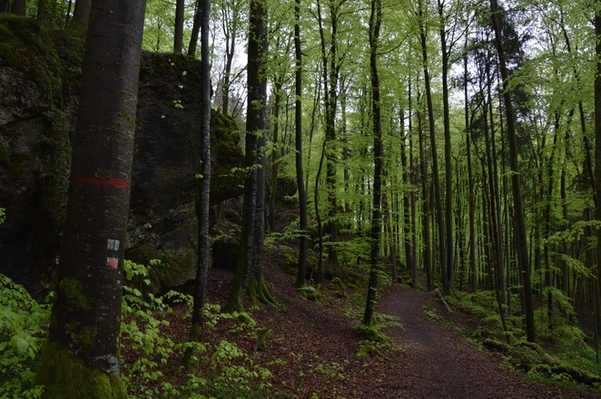 im Zauberwald zwischen Burggaillenreuth und Wohlmannsgesees