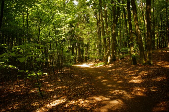 An heißen Tagen spendet der Wald wohltuenden Schatten