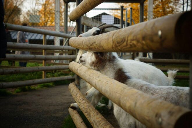 Wildgehege im Kurpark von Bad Abbach