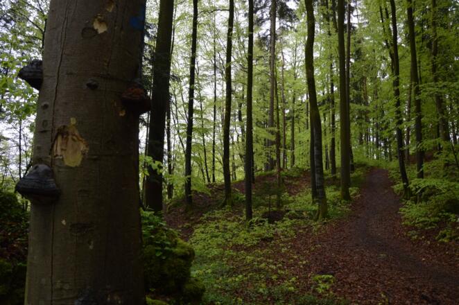 im Zauberwald zwischen Burggaillenreuth und Wohlmannsgesees