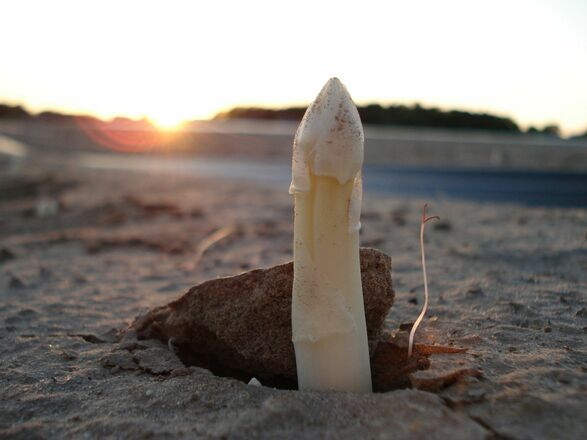 Abensberger Qualitätsspargel - Genuss mit allen Sinnen