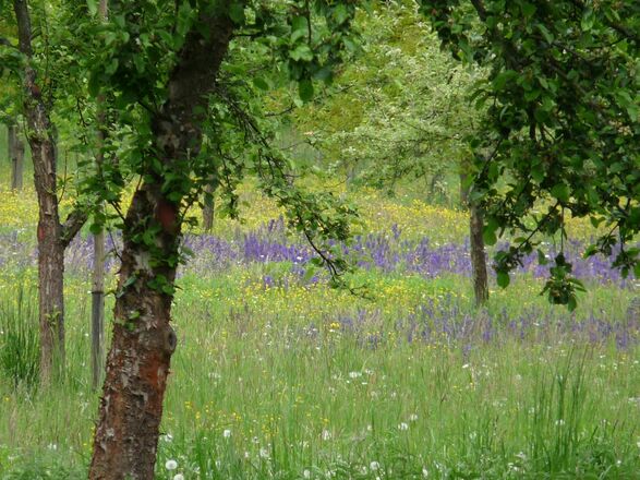 Streuobstwiese in der "Wipfelsfurt" in der Weltenburger Enge