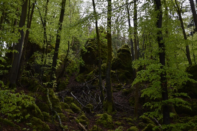 im Zauberwald zwischen Burggaillenreuth und Wohlmannsgesees