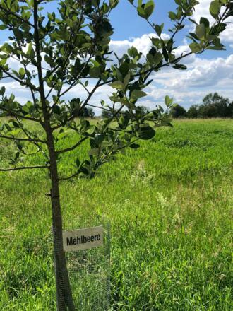 ABC-Baumreihe am Moor-Weg in Bad Gögging