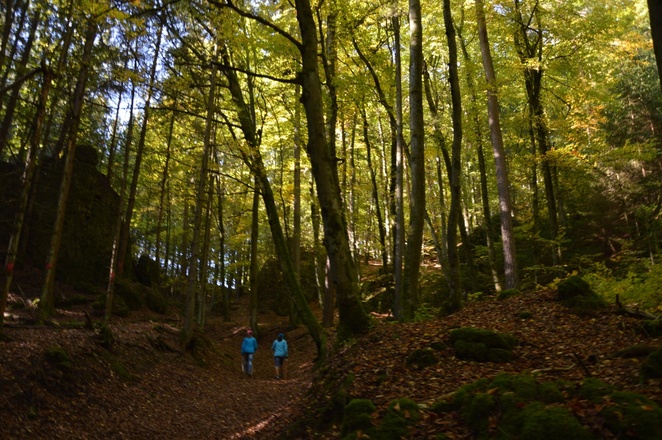 Im mystischen Wald am Druidenhain