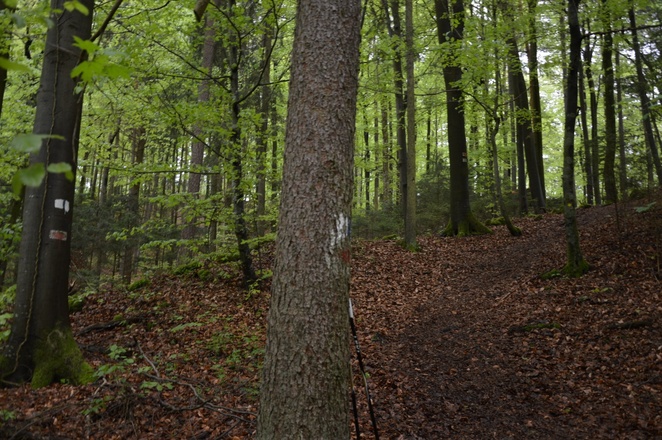 im Zauberwald zwischen Burggaillenreuth und Wohlmannsgesees