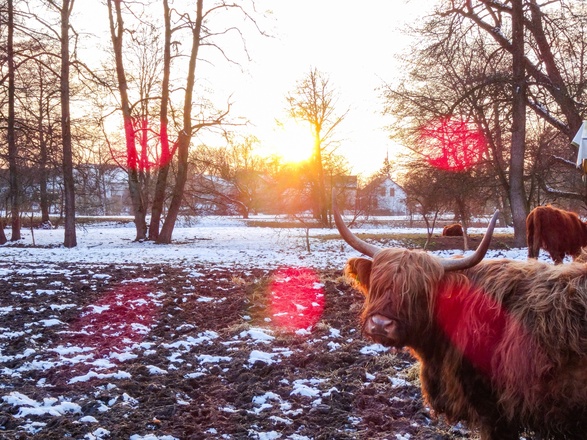 Glücklich grasende Rinder im Winter bei Bad Gögging