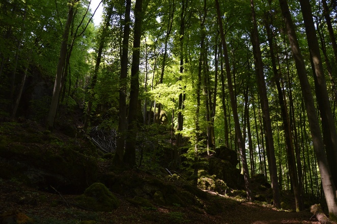 im Zauberwald zwischen Burggaillenreuth und Wohlmannsgesees