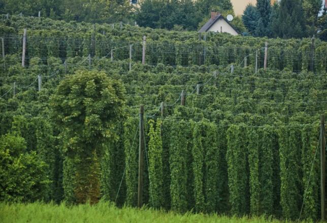 Hopfengärten im Hopfenland Hallertau