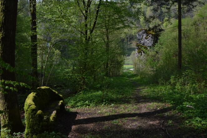 Aus dem Wiesenttal durch den Schluchtwald