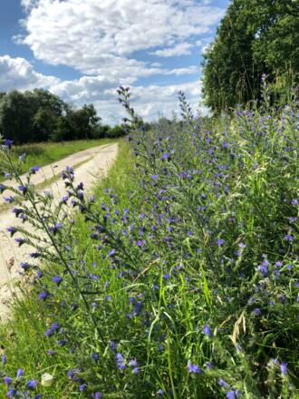 Der Moor-Weg Bad Gögging