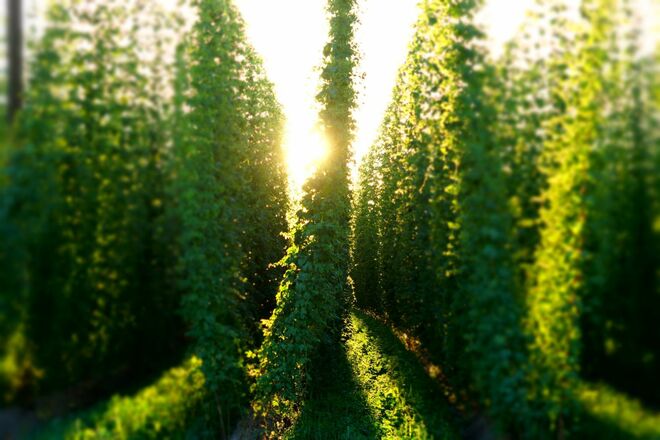Hopfengarten in der Abendsonne