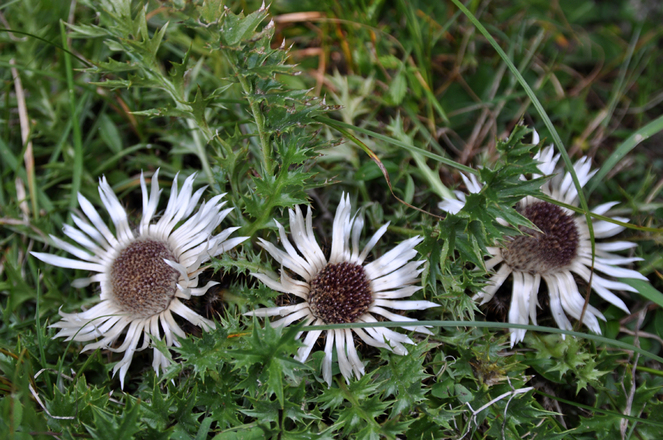 Schöne Silberdisteln auf dem Weg zur Grozachhütte