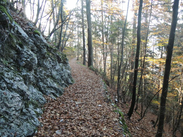 Waldpfad nach Hohenaschau