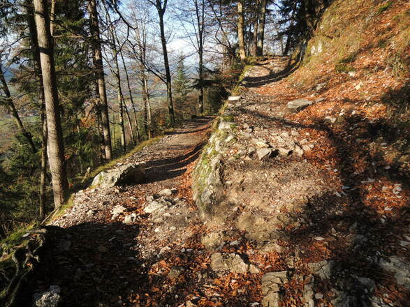 Waldpfad nach Hohenaschau