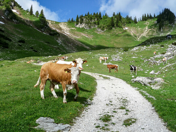 Aufstieg zur Wirtsalm