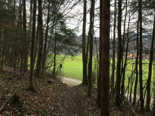 Schöner Waldweg zurück zum Parkplatz