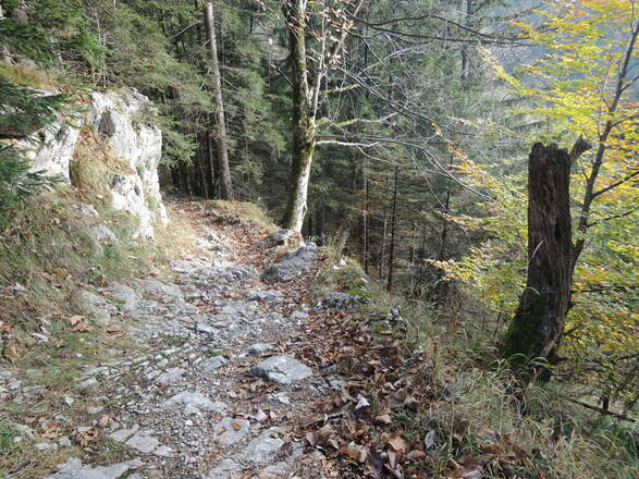 Über einen Waldpfad wandern wir bergab.