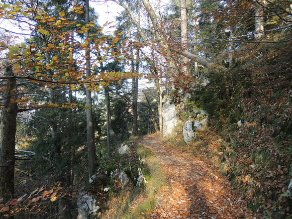Waldpfad nach Hohenaschau