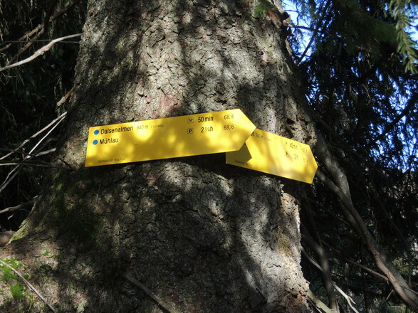 Geradeaus zur Dalsenalm, rechts auf den Forstweg zum Klausgraben-Tobel