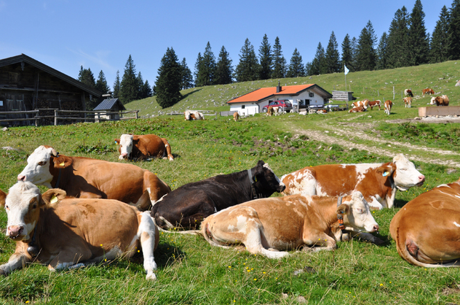 Auf dem Riesenplateau - gemütlich geht's her