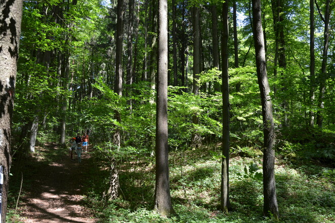 Familienwandern im Zauberwald