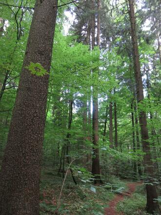 Waldbaden