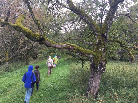 Zwetschgenbaum im Nebelwald