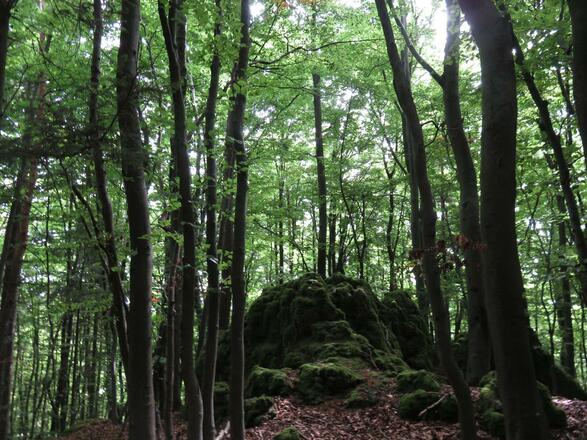 Waldbaden