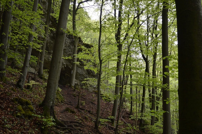 zum Muggendorfer Höhenweg
