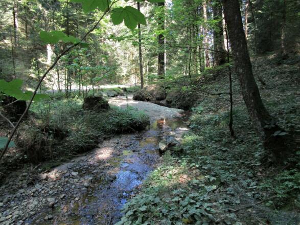 Hier darf der Scheibenbach noch mäandrieren