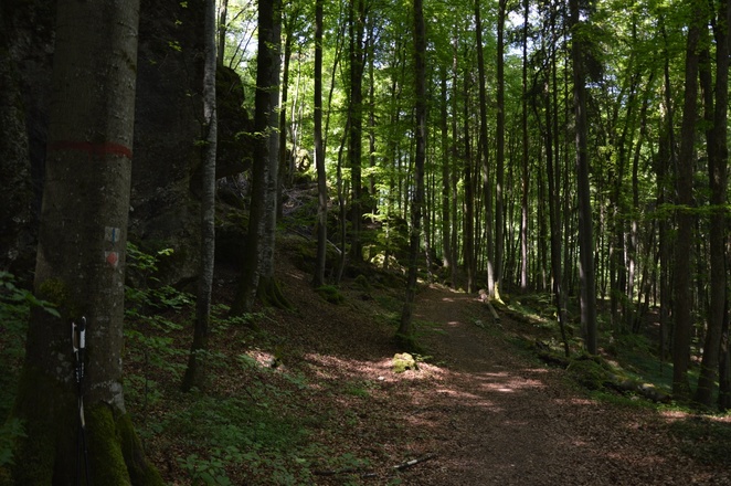 Fels, Wald, Weg