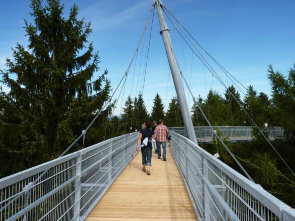 Der Skywalk schlängelt sich durch die Baumwipfel