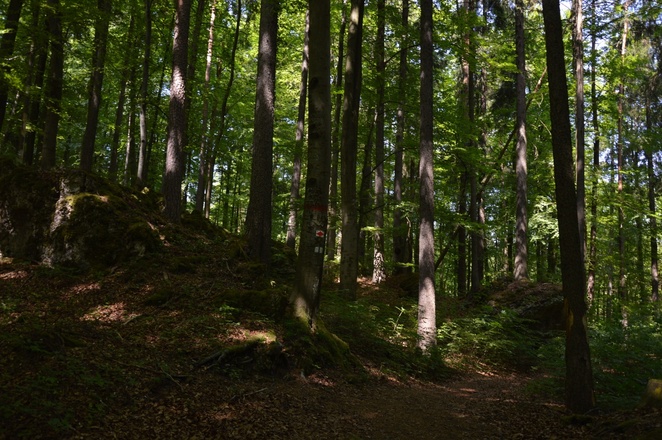 Lichtspiele in der Frühjahrssonne