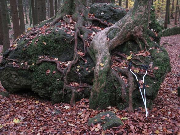 im Druidenhain