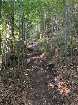 Waldweg bergab vom Falkenstein