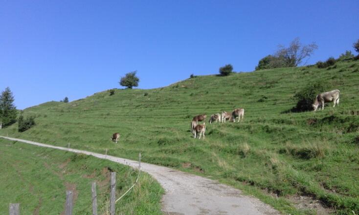 Alpvieh an der Alpe Beichelstein