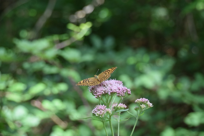 Schmetterling am Wegesrand
