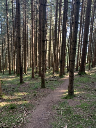 Waldweg Richtung Schloßanger Alp