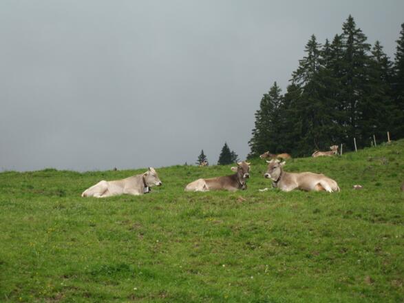 Bekanntschaften auf dem Weg zur Alpspitze