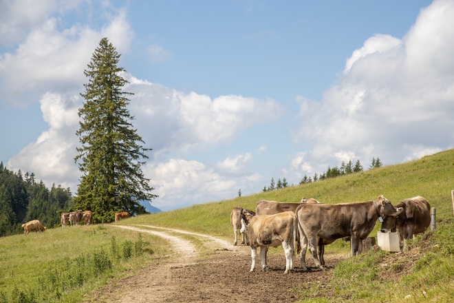 Schumpen im Himmelreich auf dem Kienberg