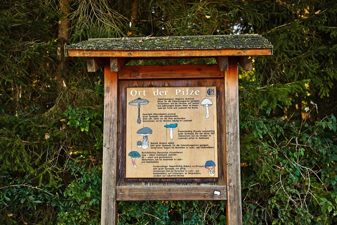 Ort der Pilze